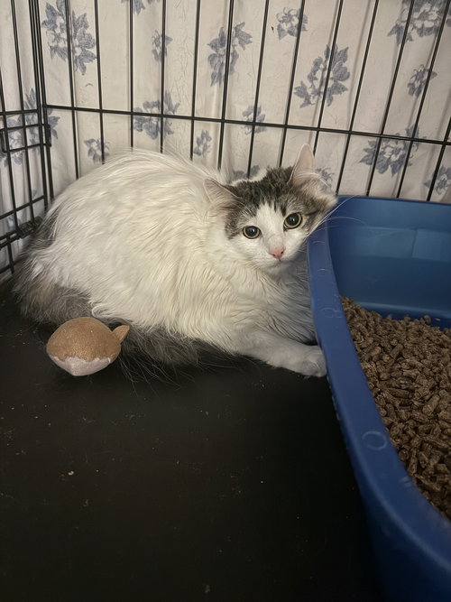ANNIS#! - Domestic Long Hair available for adoption