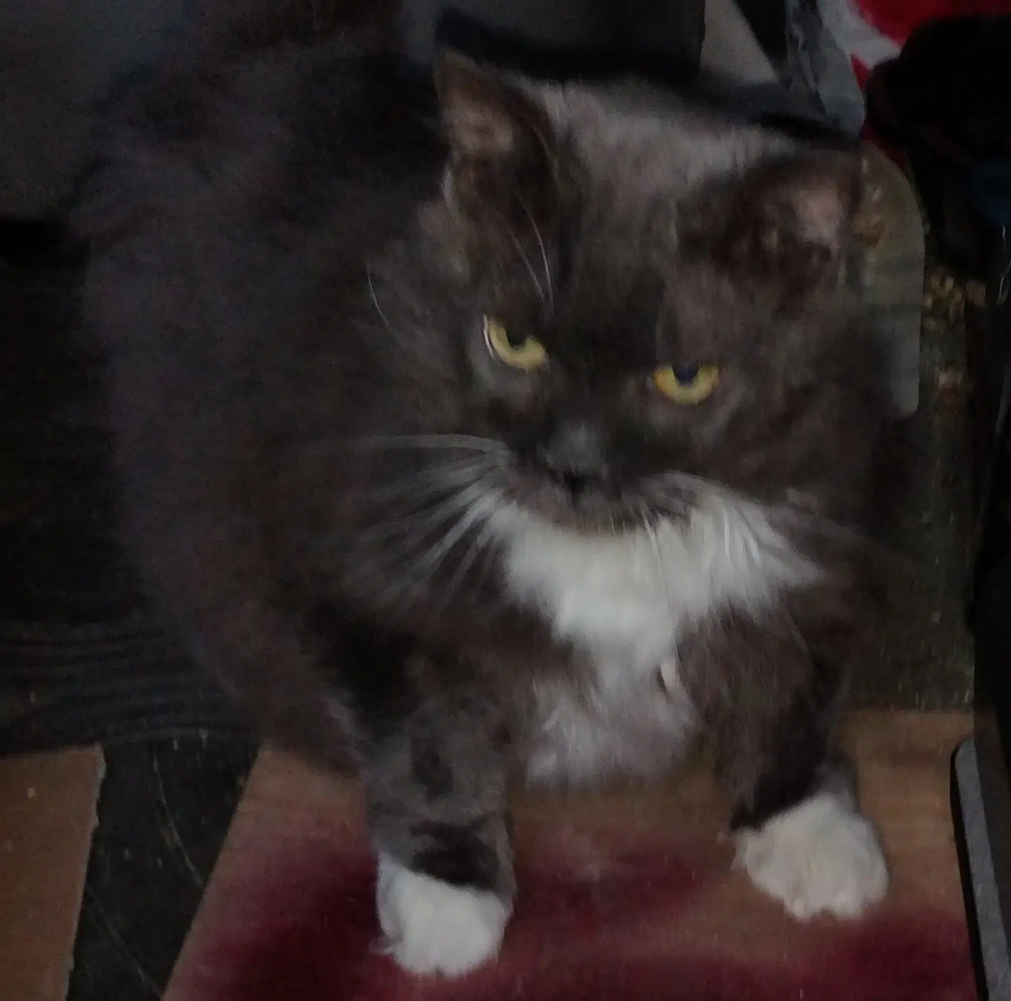 Scarry - Domestic Long Hair