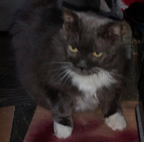 picture of the cat needing adoption