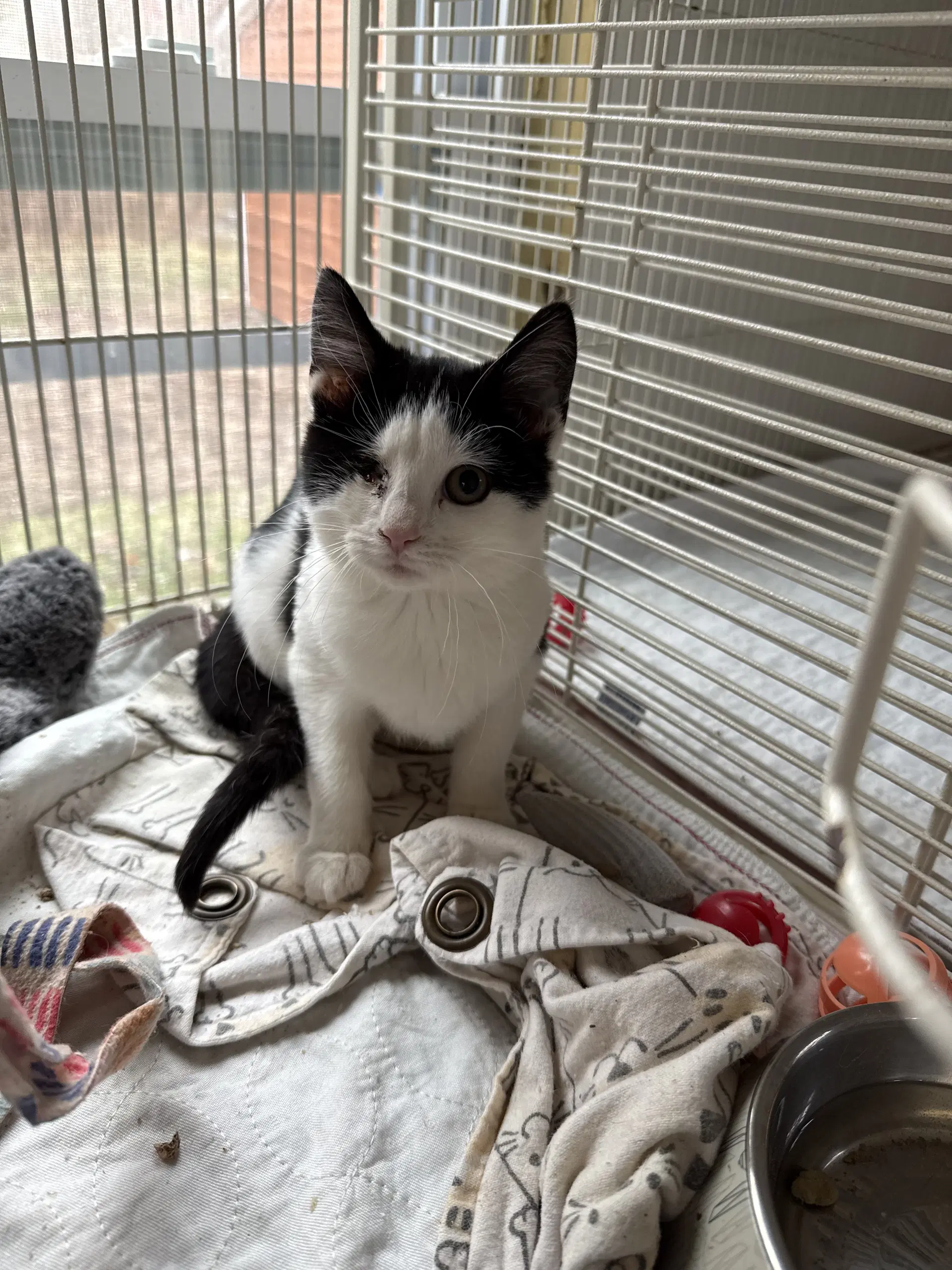Twinky - Domestic Short Hair