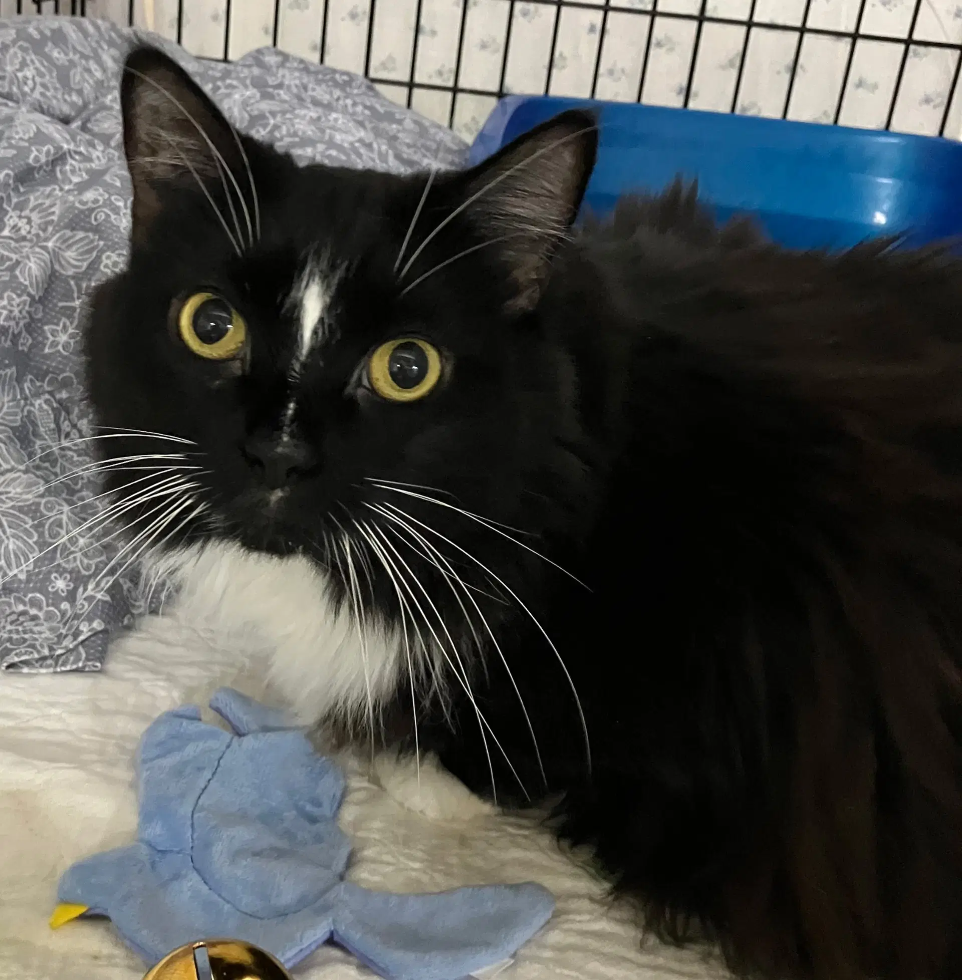 Pepe - Domestic Long Hair