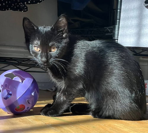 CLEMENTINE - Domestic Short Hair available for adoption