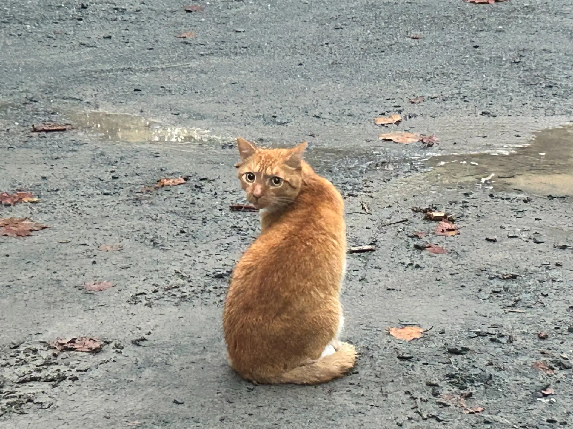 Mario - Domestic Short Hair