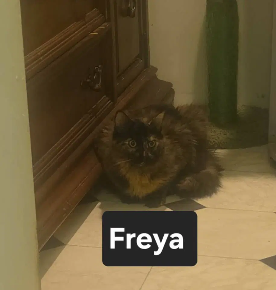 Prospect St - Domestic Short Hair
