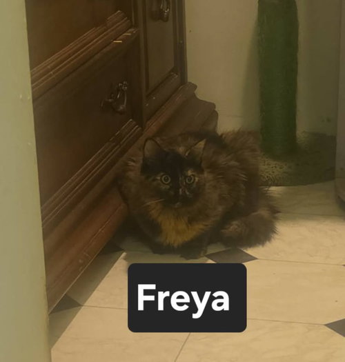 PROSPECT ST. #2 06.04.2025 - Domestic Short Hair available for adoption