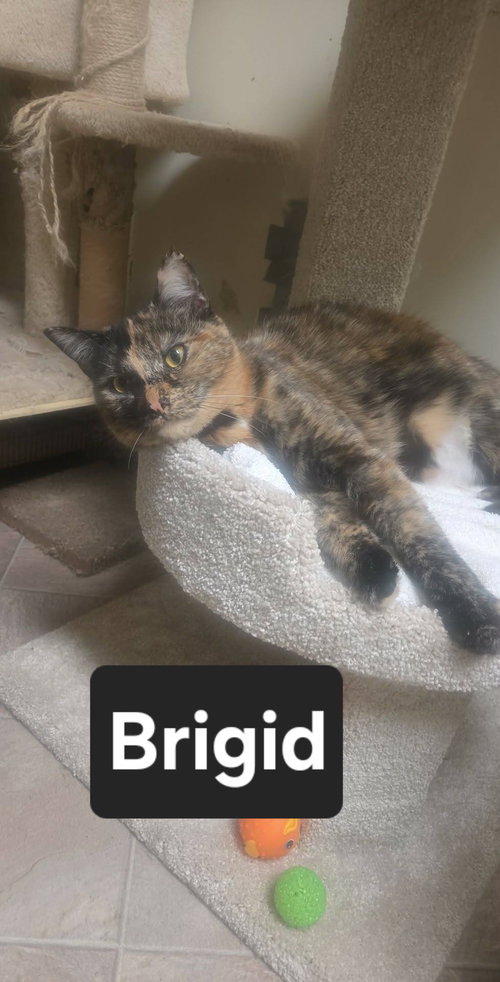 PROSPECT ST. #3 06.04.2025 - Domestic Short Hair available for adoption