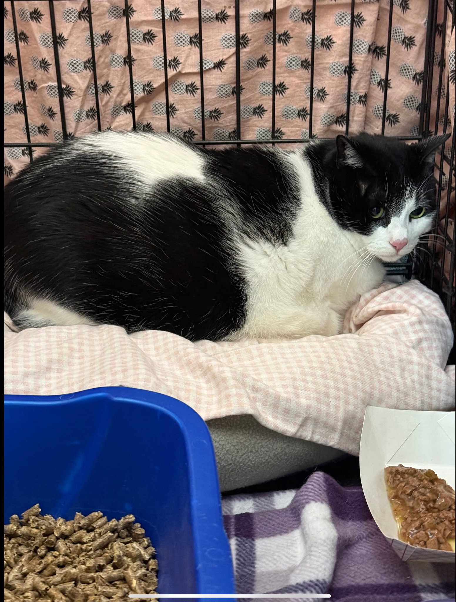 Bigglesworth, Domestic Short Hair