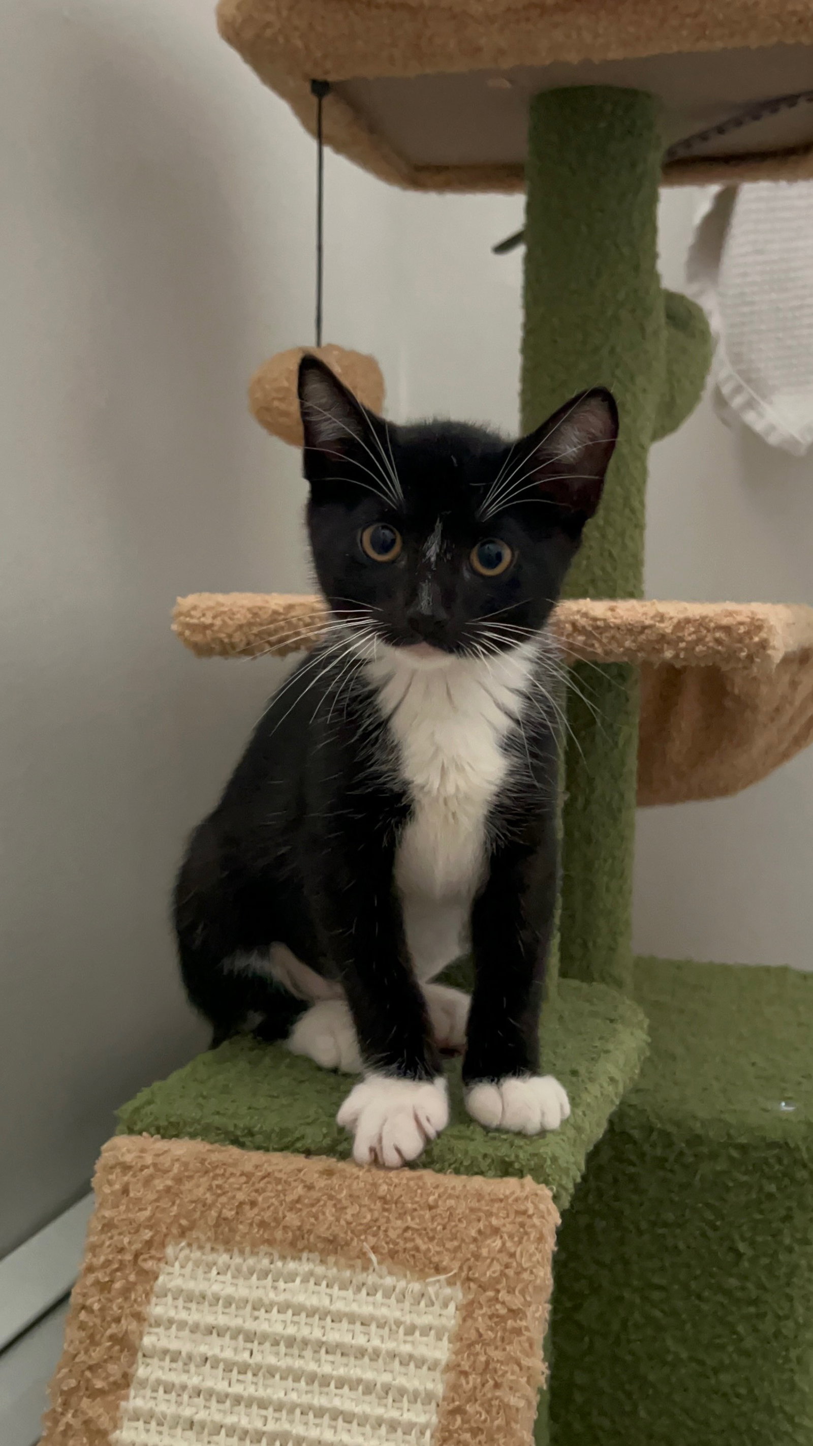 Robertson 2, Domestic Short Hair