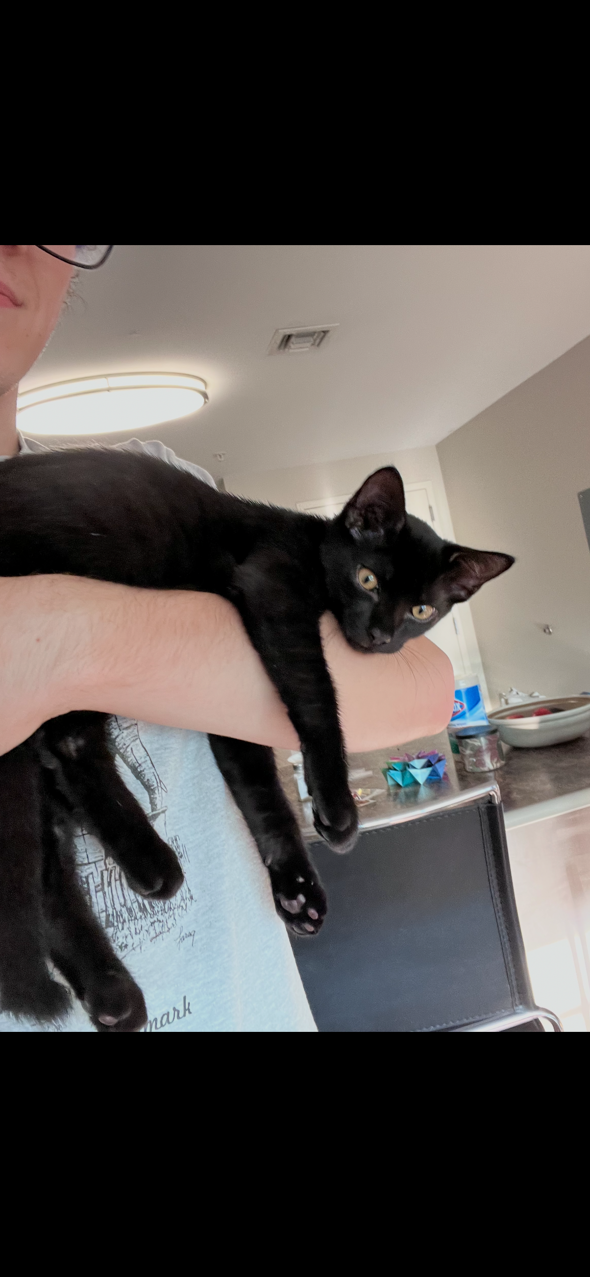 Robertson 3, Domestic Short Hair