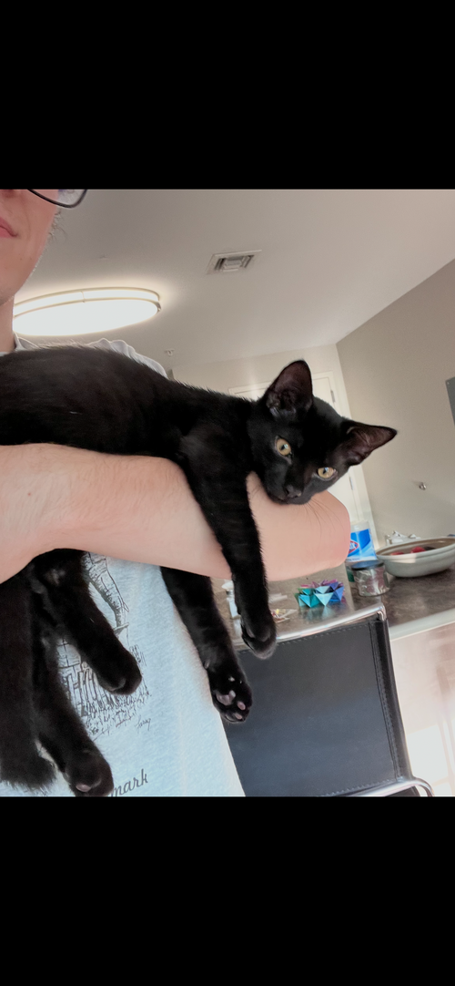Robertson 3, a cat for adoption from Dumped Stray Animal Rescue