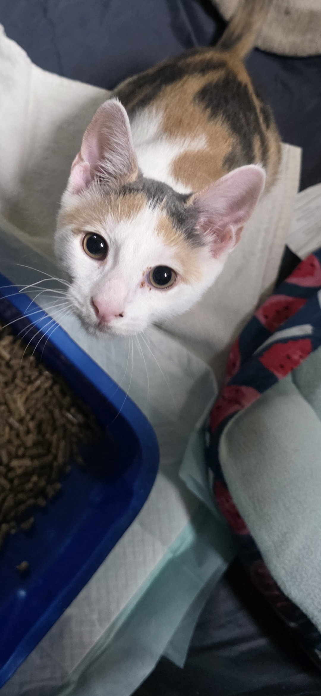 Chai, Domestic Short Hair