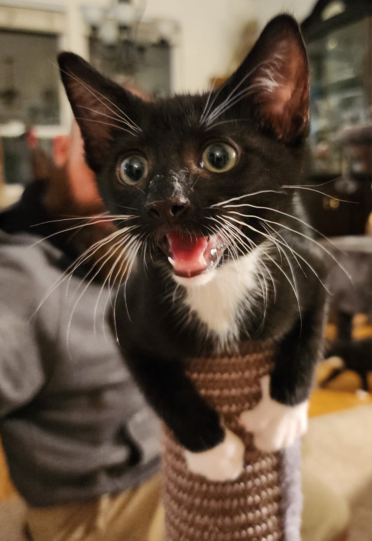 adoptable Cat in Brentwood, CA named Favorite