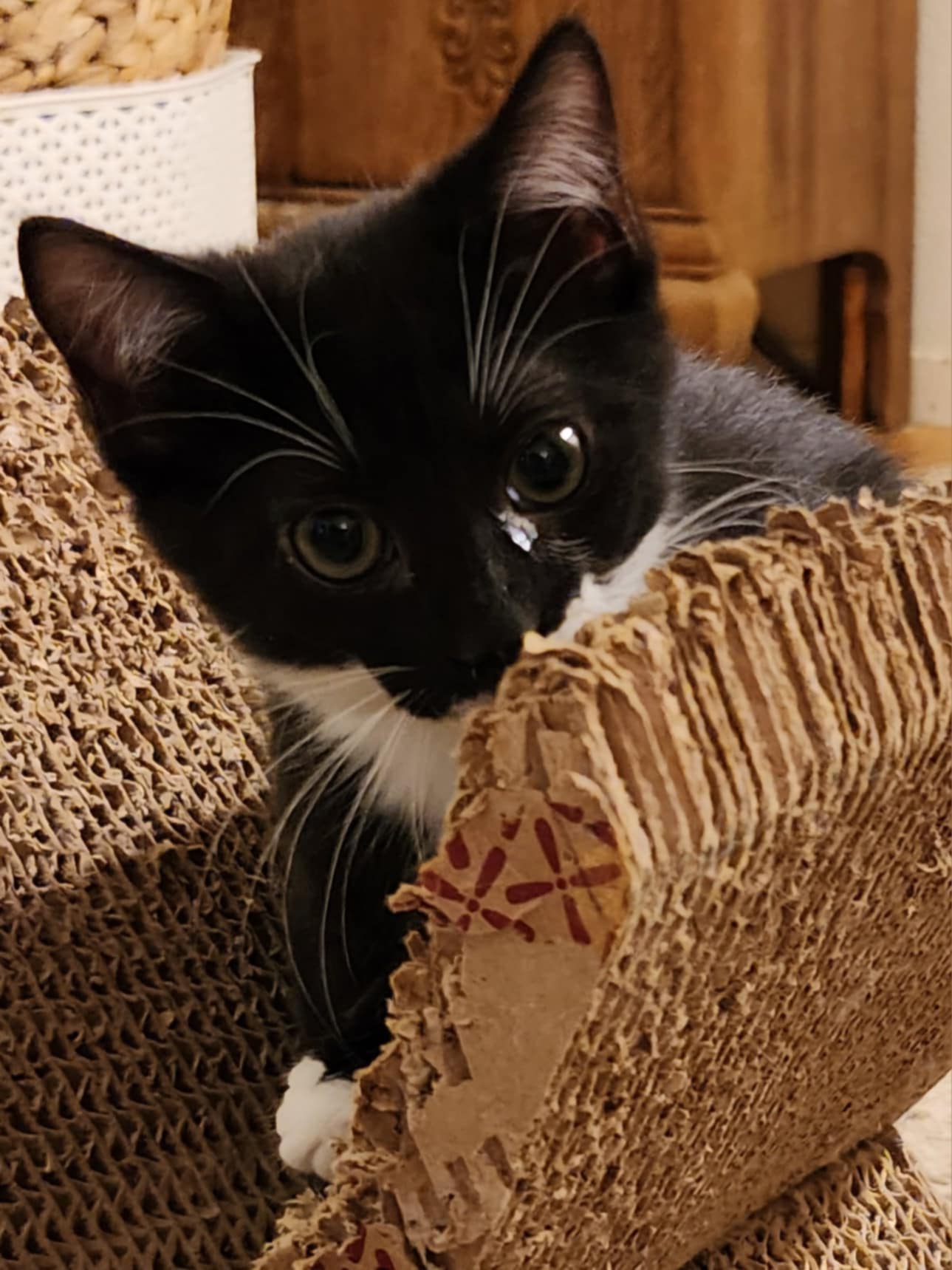 adoptable Cat in Brentwood, CA named Pokey