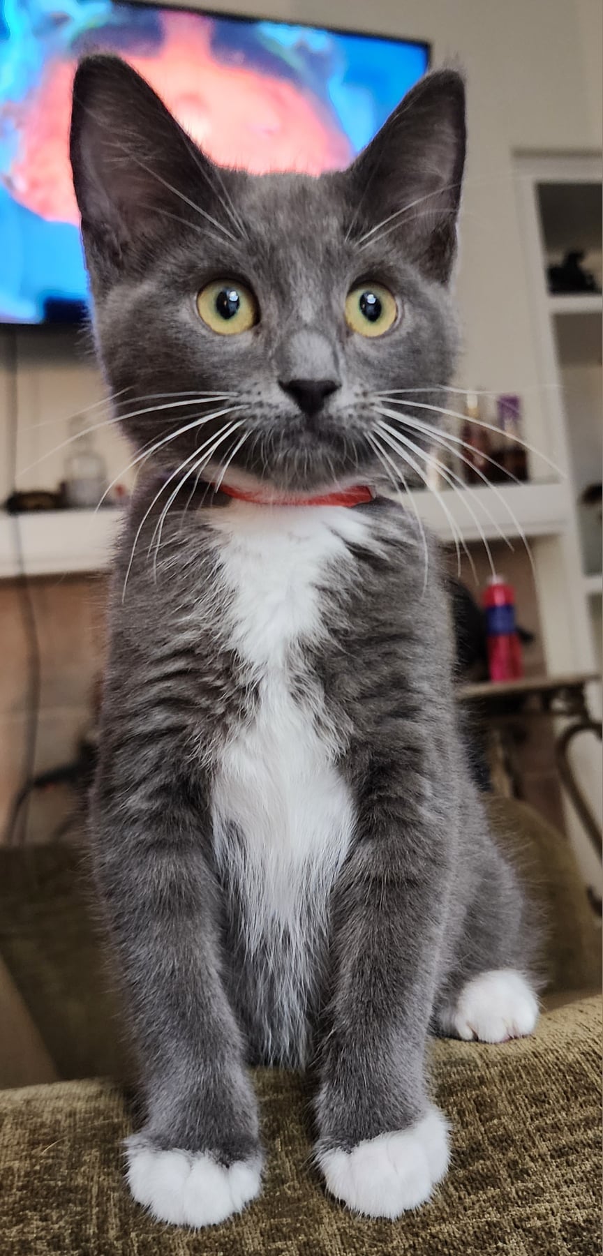 adoptable Cat in Brentwood, CA named Wombat