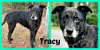 adoptable Dog in , SC named Tracy