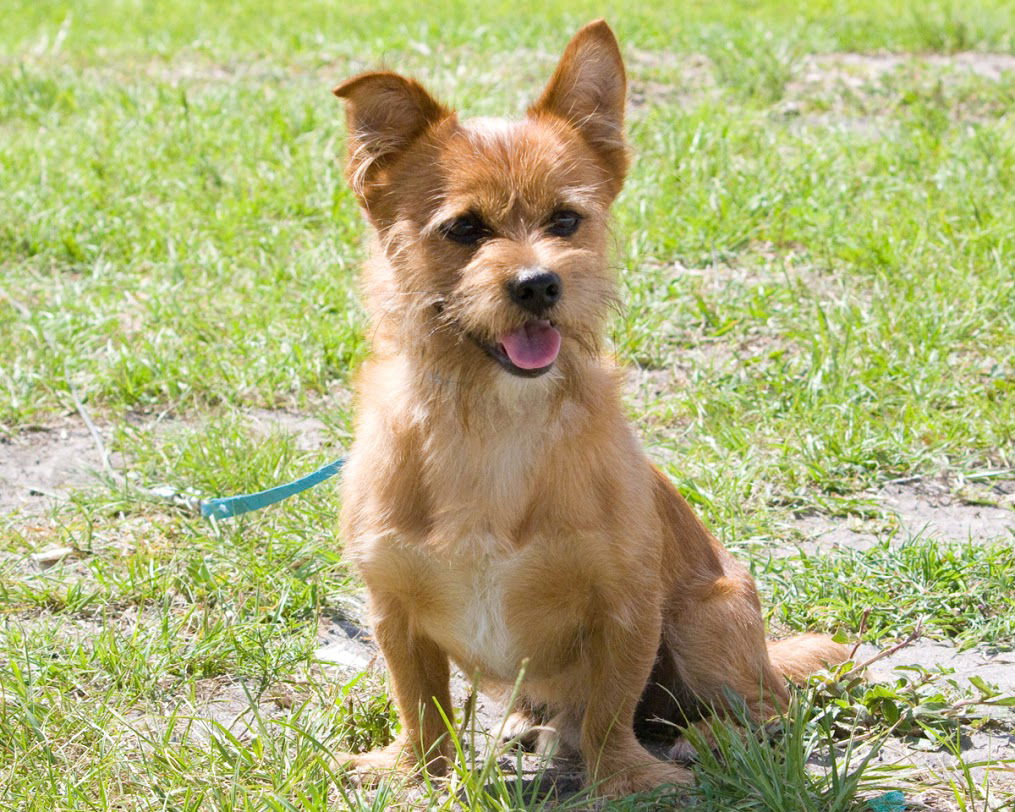 Dog for Adoption - Clover-A Yorkie Blend, a Yorkshire Terrier Yorkie in ...