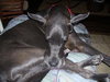 Ceasar the Great Dane