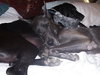 Ceasar the Great Dane
