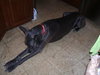 Ceasar the Great Dane