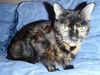 Sally the Tortoiseshell