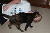 Sally the Tortoiseshell