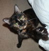 Sally the Tortoiseshell