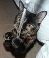 Sally the Tortoiseshell