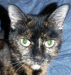 Sally the Tortoiseshell