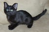 Spook the Kitten