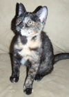 Suzy the Tortie Kittie