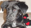 Arthur the Puppy