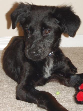 Arthur the Puppy