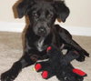 Arthur the Puppy