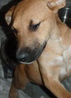 Tammy Faye the Lab Puppy