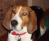 Mable the Coonhound