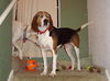 Mable the Coonhound