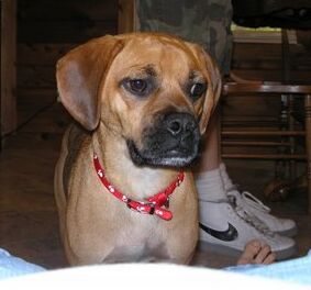 Ringo the Puggle