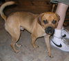 Ringo the Puggle