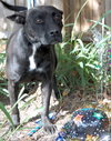 Contessa the Lady