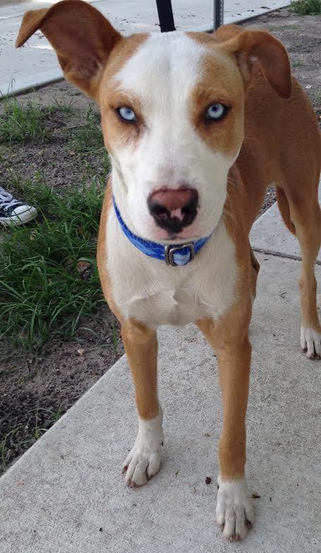 Shyanne-Our Blue Eyed Beauty