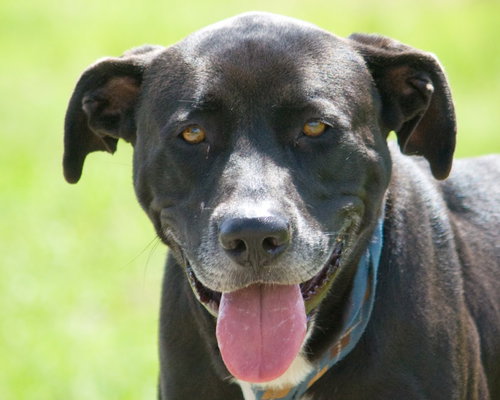 Gypsy -A Lab/Mastiff