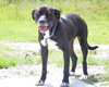 Gypsy -A Lab/Mastiff
