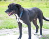 Gypsy -A Lab/Mastiff