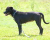 Gypsy -A Lab/Mastiff