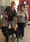 Gypsy -A Lab/Mastiff
