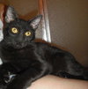 Romeo the Kitten