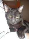 Romeo the Kitten