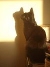 Romeo the Kitten