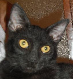 Romeo the Kitten