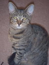 Juliet the Kitten